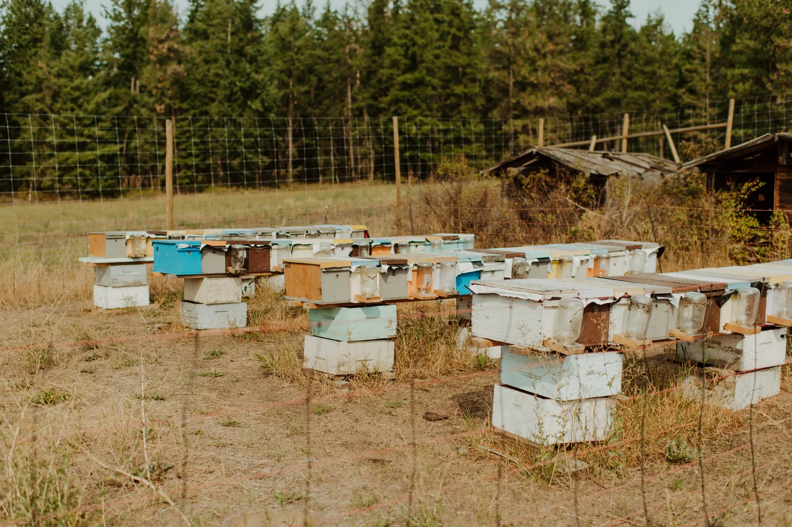 Rows of painted hives in the yard at Armstrong.