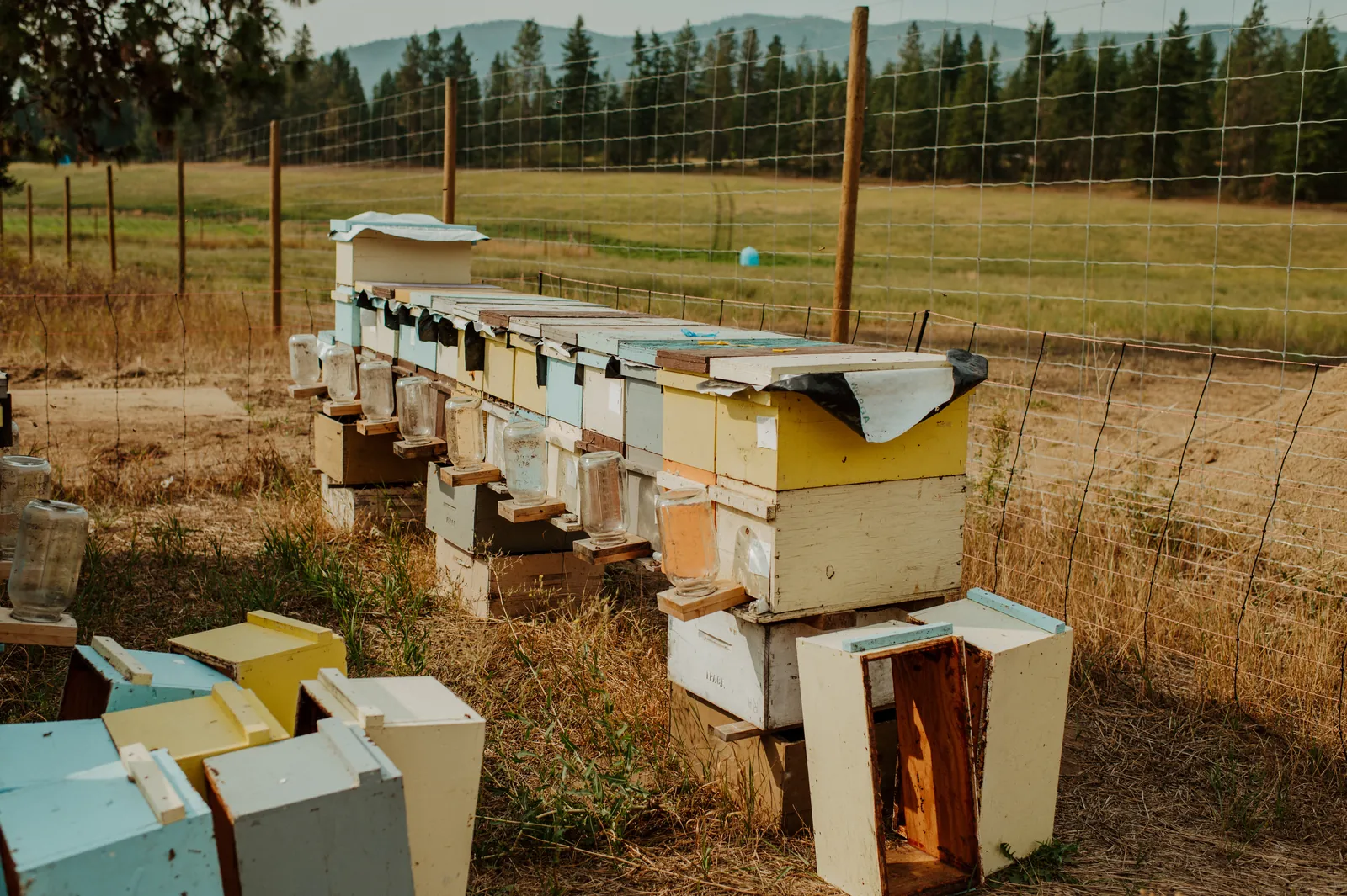 A long row of hives set along a fence line at the edge of a field.