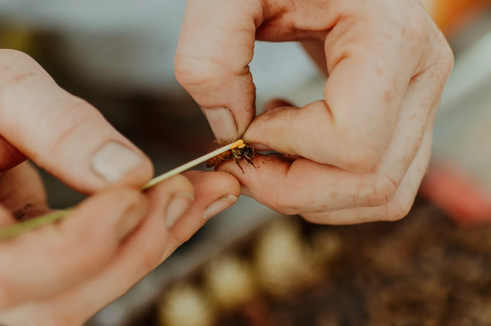 A queen held between finger and thumb while a dot of yellow paint is dabbed on her back.